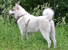 Ostsibirische Laika - Vostotchno-Sibirska�a La�ka